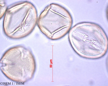 ISEM 1/Prunus_dulcis_27892/Prunus_dulcis_27892_0001(copy)_thumb.jpg